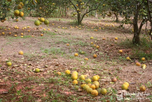 Giải pháp phát triển cây cam tại Bắc Trung Bộ (07/1/2021)